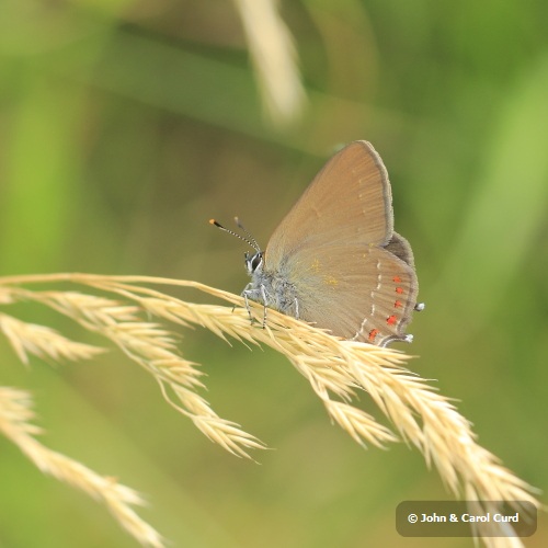 False Ilex Hairstreak _MG_1813.JPG
